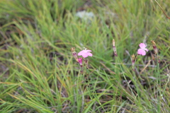 Dianthus basuticus