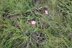 Dianthus basuticus