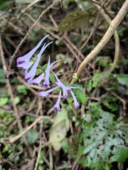 Corydalis edulis