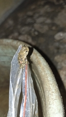 Phrynoidis juxtasper