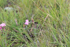 Dianthus basuticus