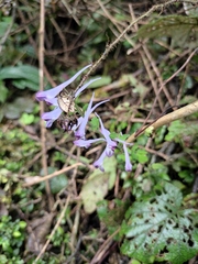 Corydalis edulis