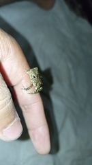 Phrynoidis juxtasper