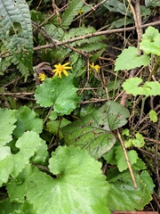 Sinosenecio oldhamianus