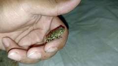 Phrynoidis juxtasper