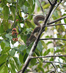 Sciurus aestuans