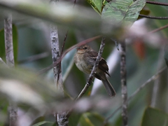 Cnemotriccus fuscatus duidae