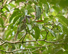 Lipaugus vociferans