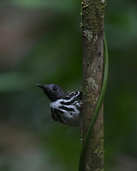 Hylophylax naevius