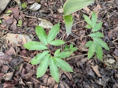 Arisaema heterophyllum