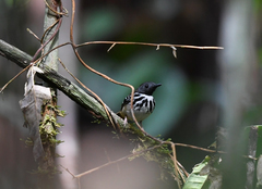Hylophylax naevius