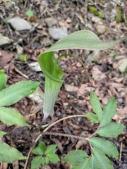 Arisaema heterophyllum
