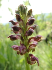 Anacamptis coriophora