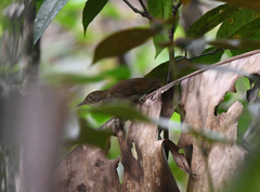 Automolus infuscatus