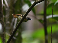 Hylophylax naevius