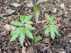 Arisaema heterophyllum