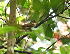 Automolus infuscatus