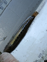 Cobitis elongatoides