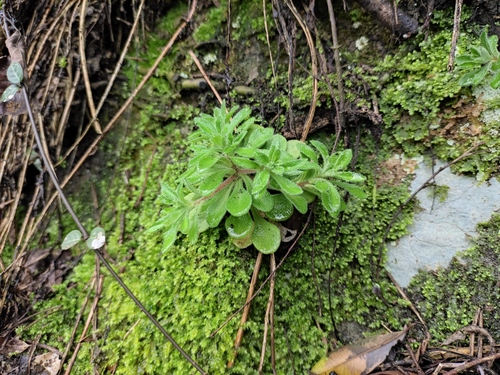 Sedum stellariifolium