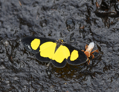 Cyllopoda jatropharia