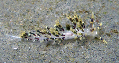 Abronica abronia