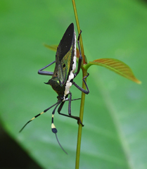 Molchina hopei
