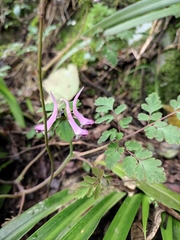 Corydalis sheareri