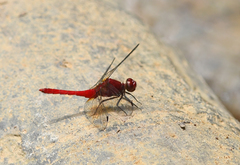 Erythrodiplax castanea