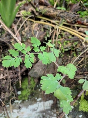 Corydalis pallida