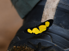 Cyllopoda jatropharia