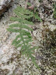 Polypodiodes niponica