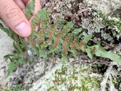 Polypodiodes niponica