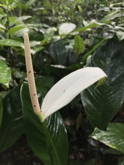 Spathiphyllum cannifolium