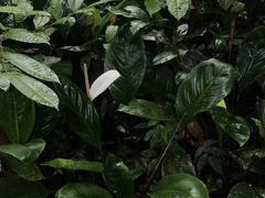 Spathiphyllum cannifolium