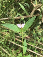 Pterogastra divaricata