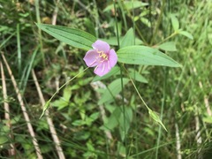 Pterogastra divaricata