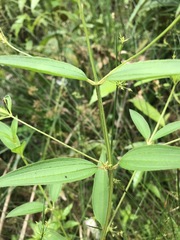 Pterogastra divaricata