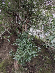 Photinia bodinieri