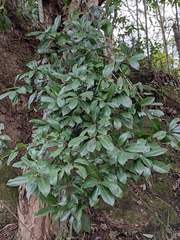 Photinia bodinieri