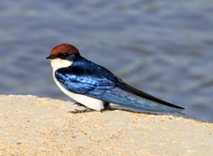 Hirundo smithii smithii