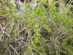 Rhamnus lycioides