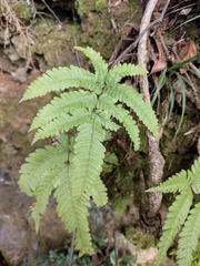 Pteris fauriei