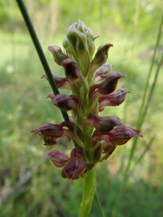 Anacamptis coriophora