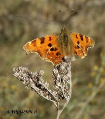 Polygonia c-album