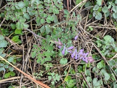 Corydalis sheareri