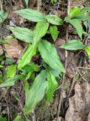 Alpinia japonica