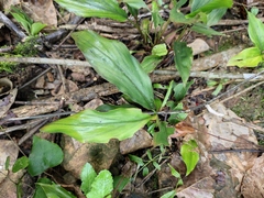 Alpinia japonica
