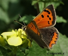 Lycaena phlaeas