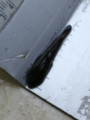 Cottus gobio