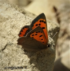 Lycaena phlaeas